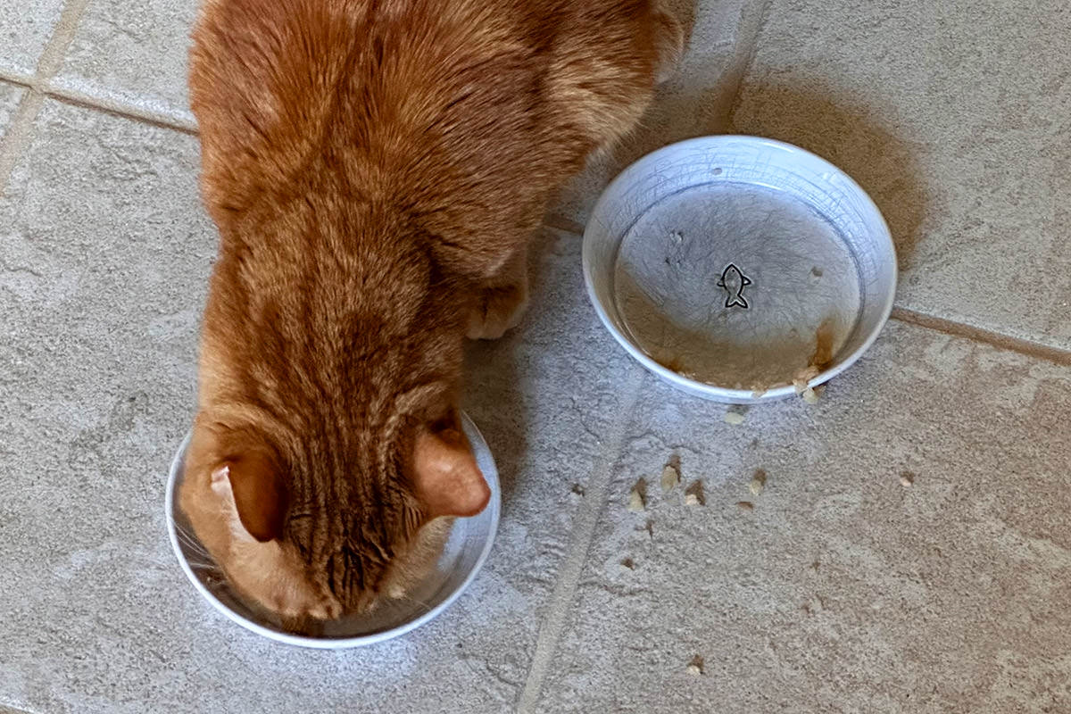Jenny eating twice the treats!