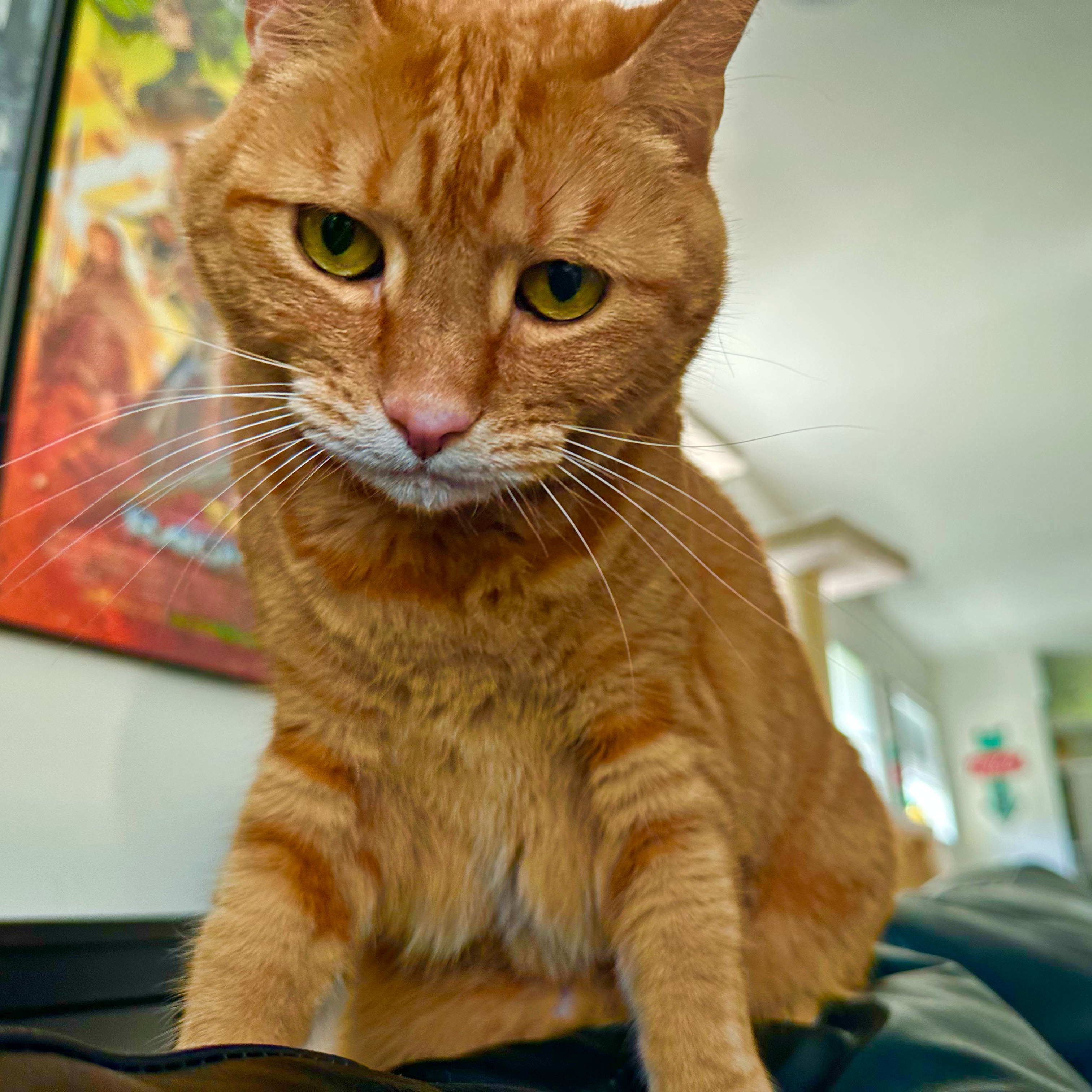 JENNY LOOKING DOWN ON ME DEMANDING PETS!