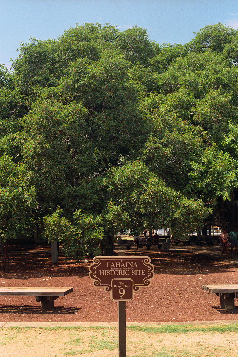 The Lahaina Banyan Tree