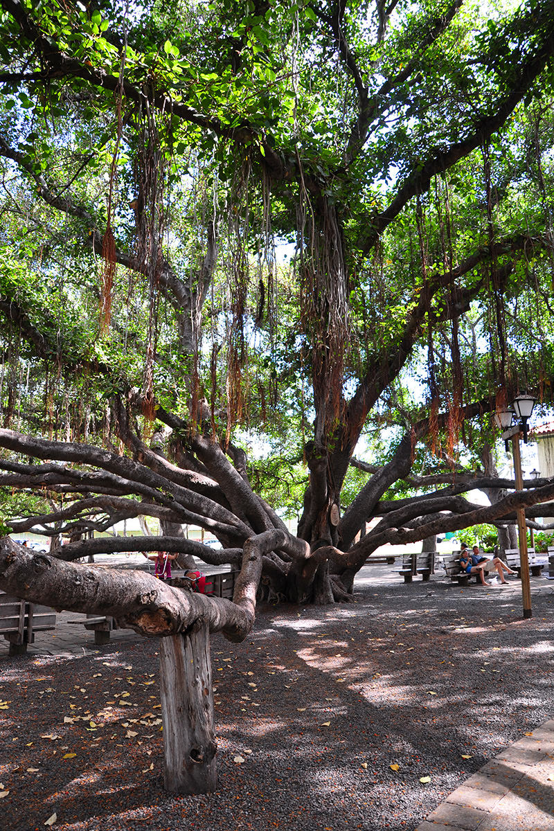 The Lahaina Banyan Tree