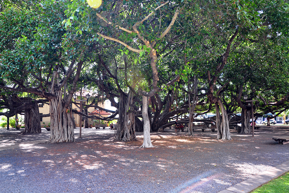 The Lahaina Banyan Tree