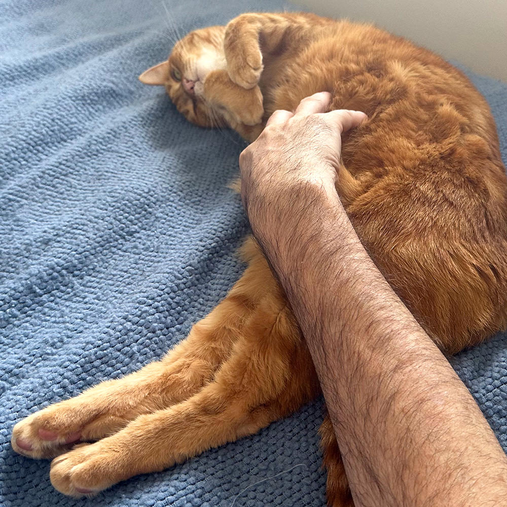 Jenny getting petted on my bed.