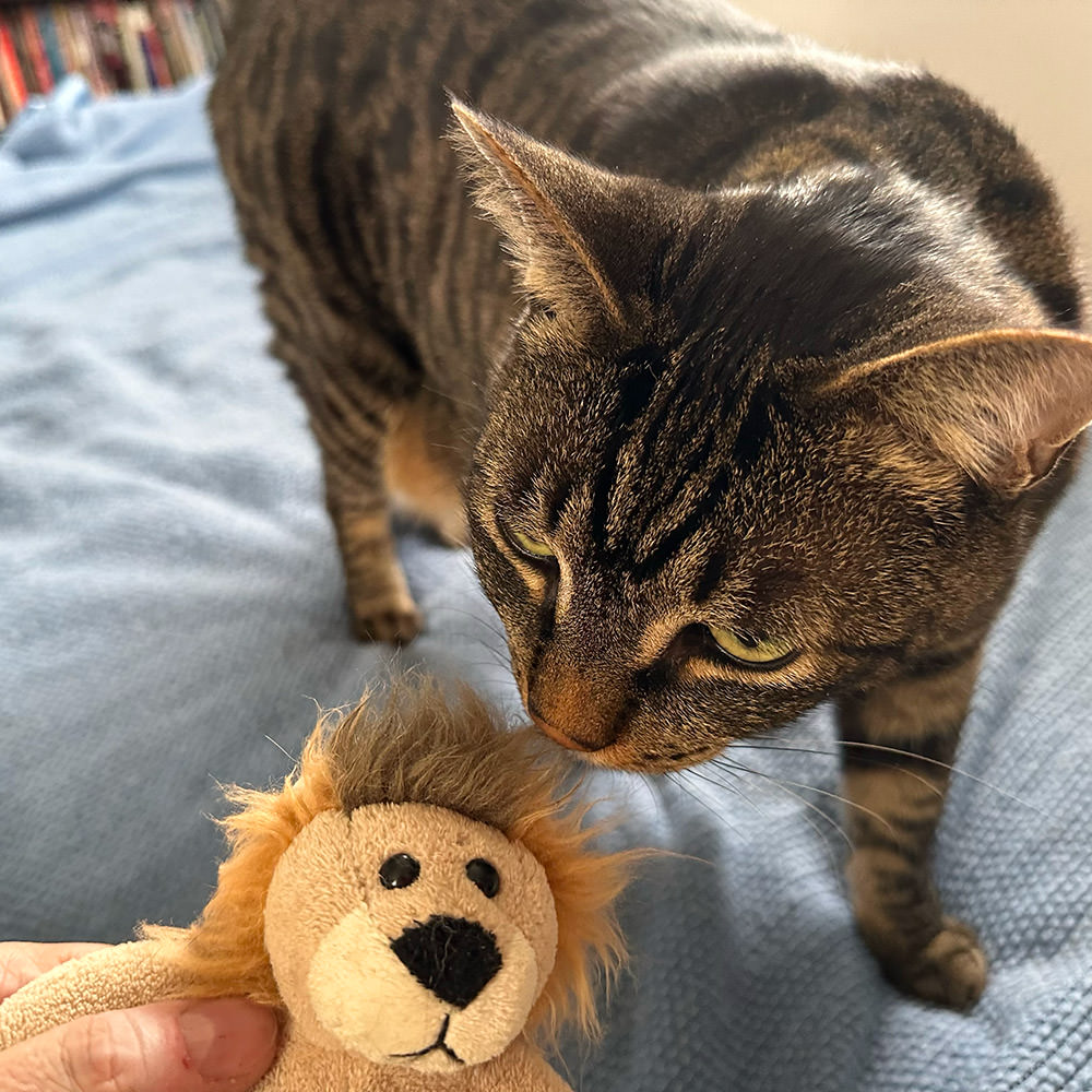 Me trying to give him his toy lion back.