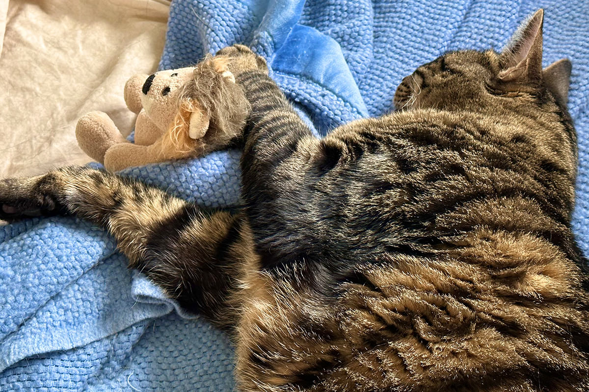 Jake with Mufasa on the bed