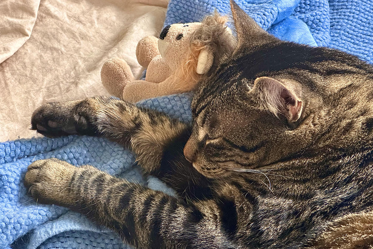 Jake with Mufasa and sleeping