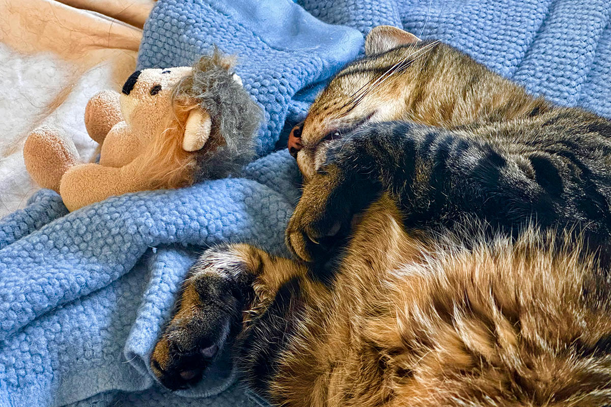 Jake with Mufasa and sleeping