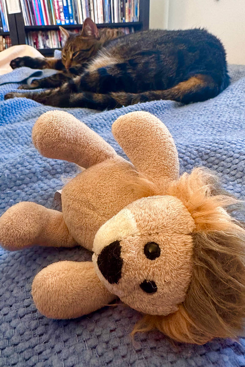 Mufasa left for me to babysit while Jake is sleepiing at the other end of the bed.