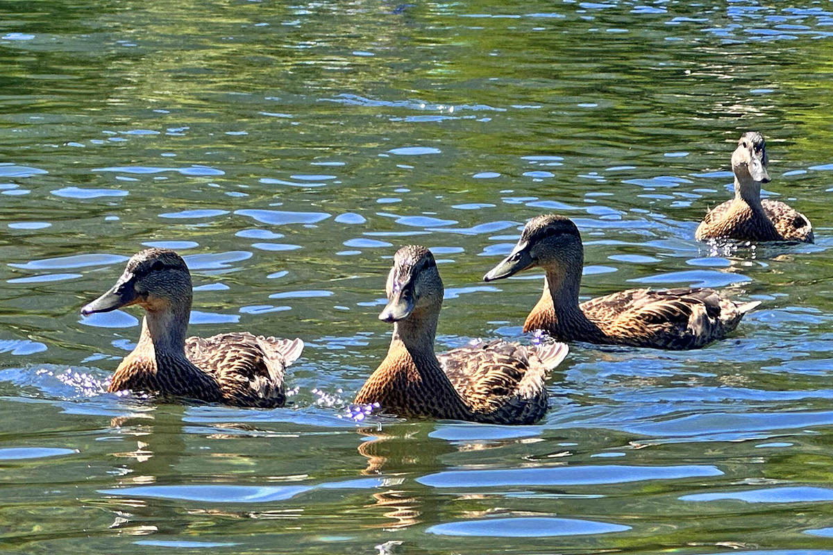 Floatin' Duckies!