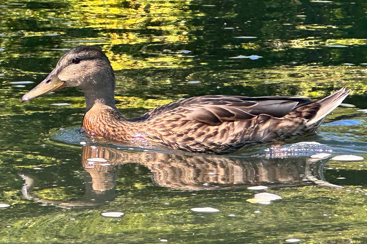 Floatin' Duckies!