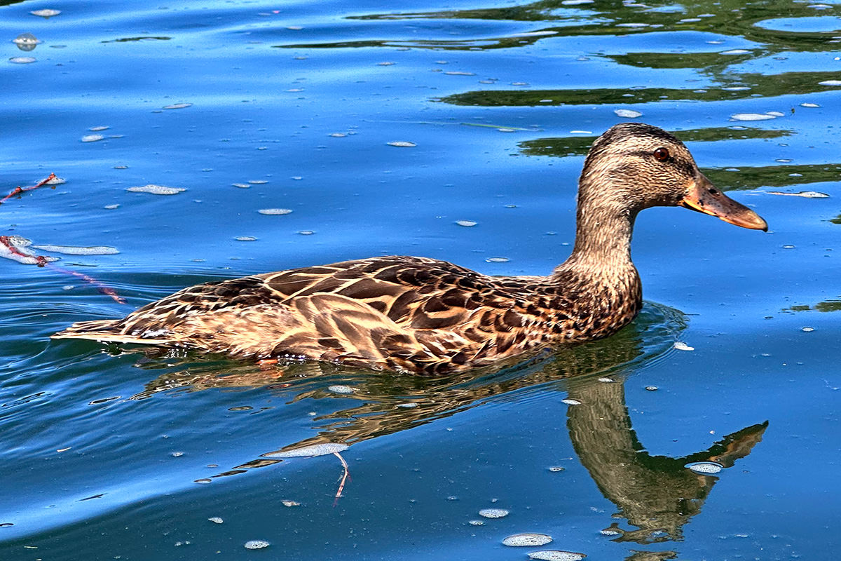 Floatin' Duckies!