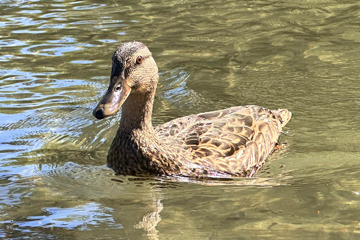 Floatin' Duckies!