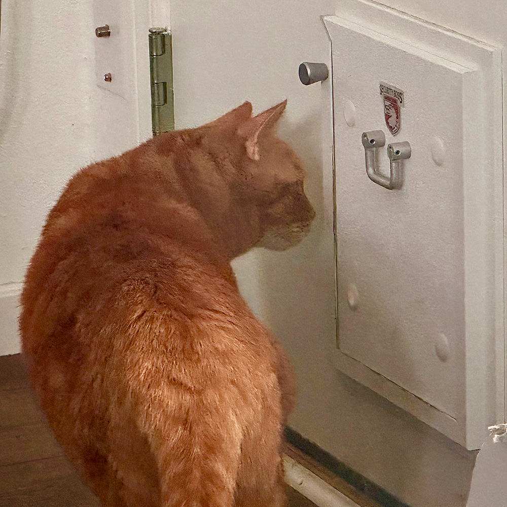 Jenny at the catio door, which is closed!