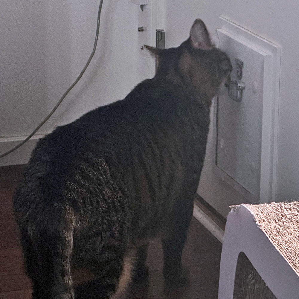 Jake at the catio door, which is closed!