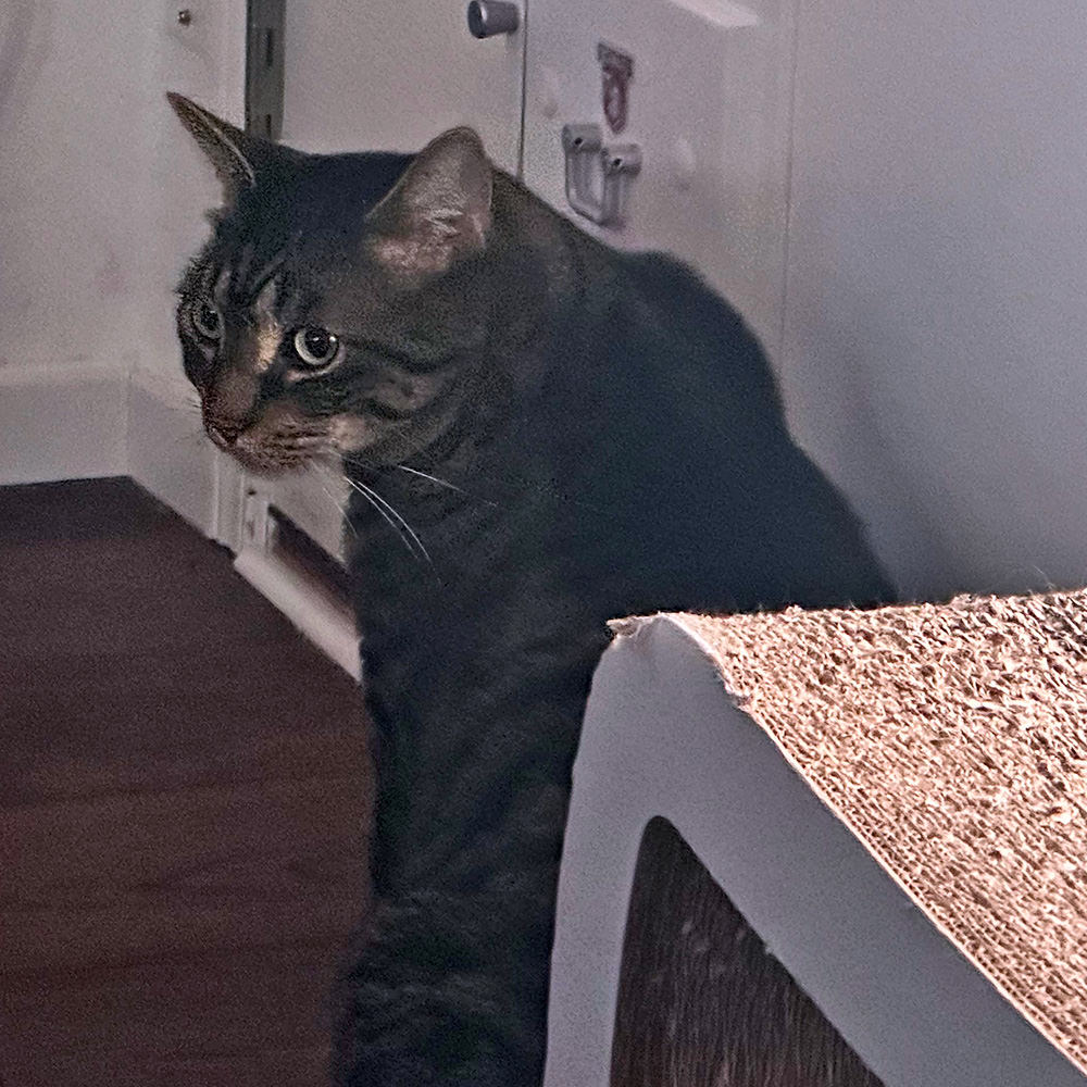 Jake sitting in front of the catio door.