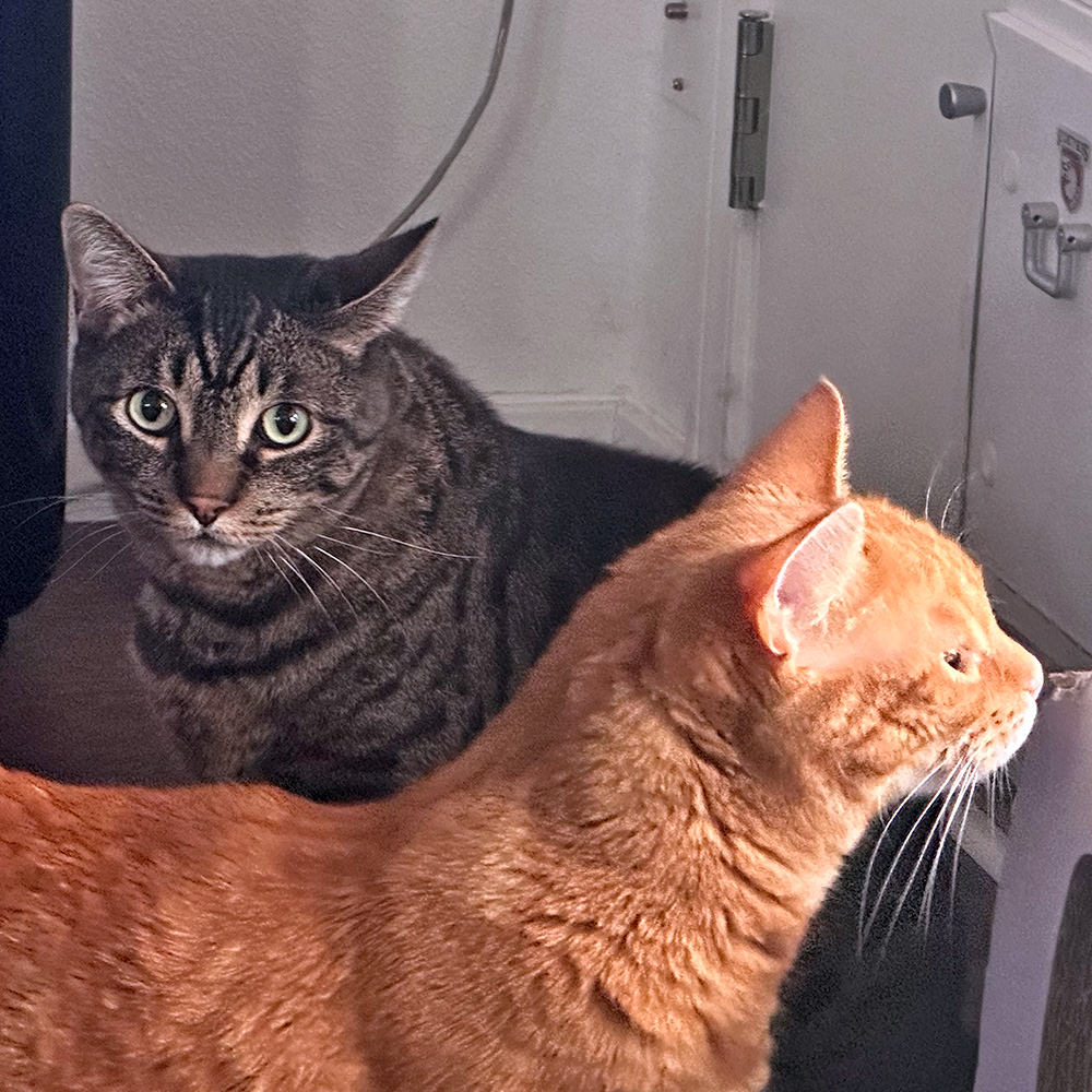 Jenny meowing out the window while Jake sitting in front of the catio door.