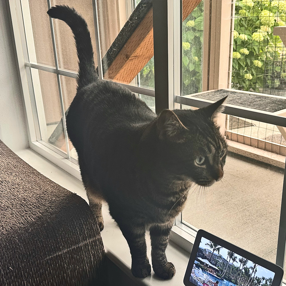 Jenny meowing out the window while Jake sitting in front of the catio door.