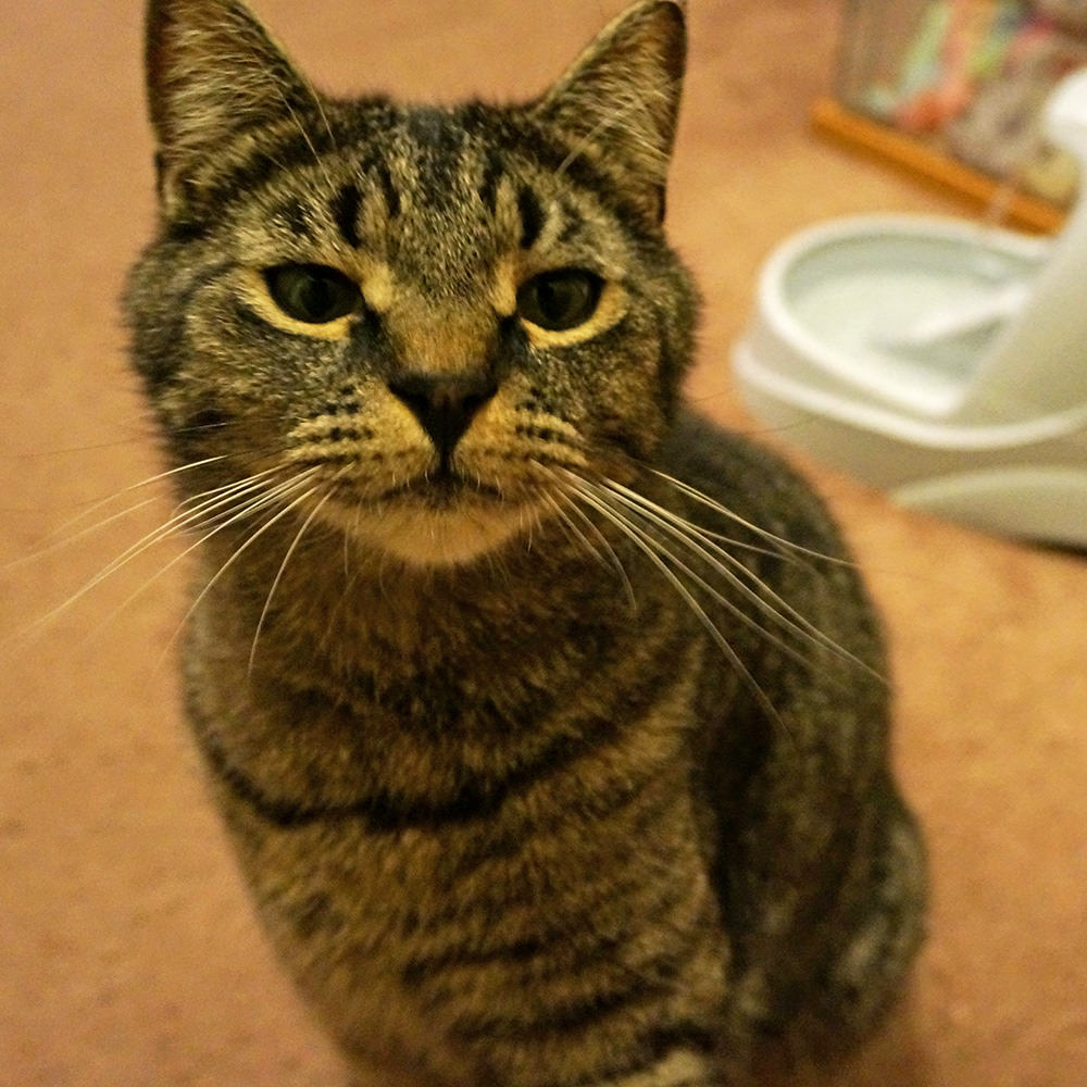 Spanky looking at the camera.