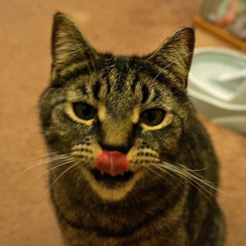 Spanky licking his lips after drinking some water.