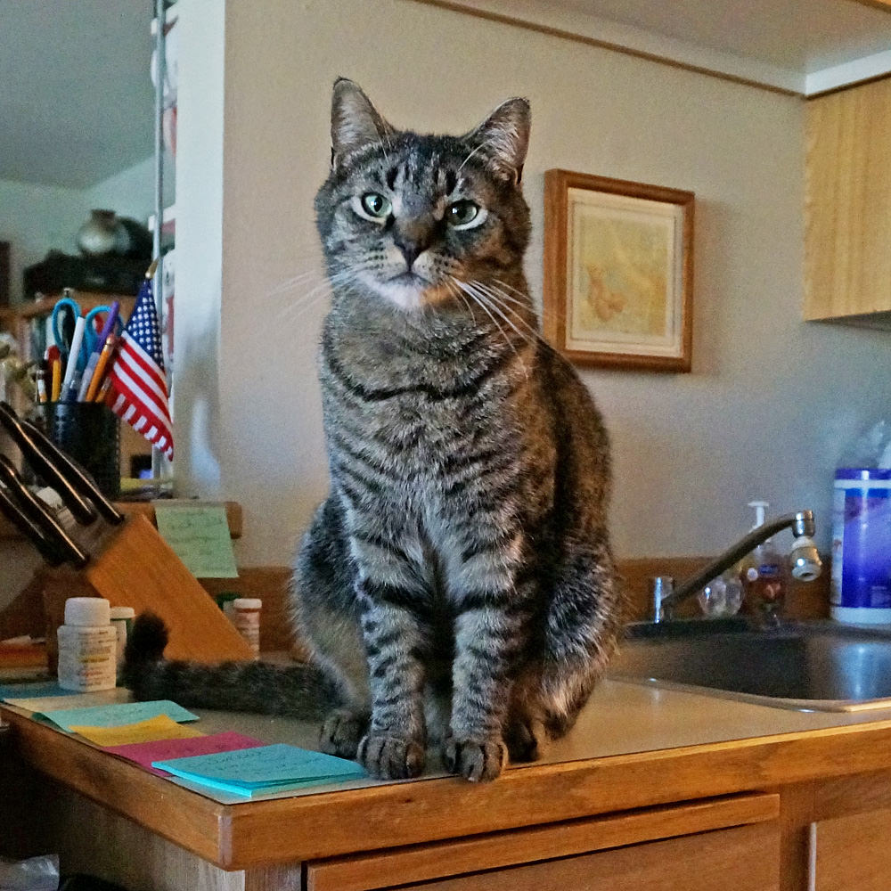 Spanky on the kitchen counter where he shouldn't be.