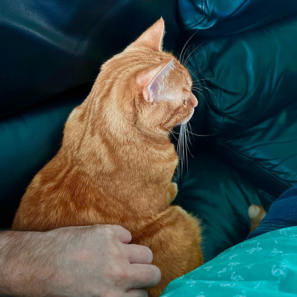 Jenny getting butt scratches.