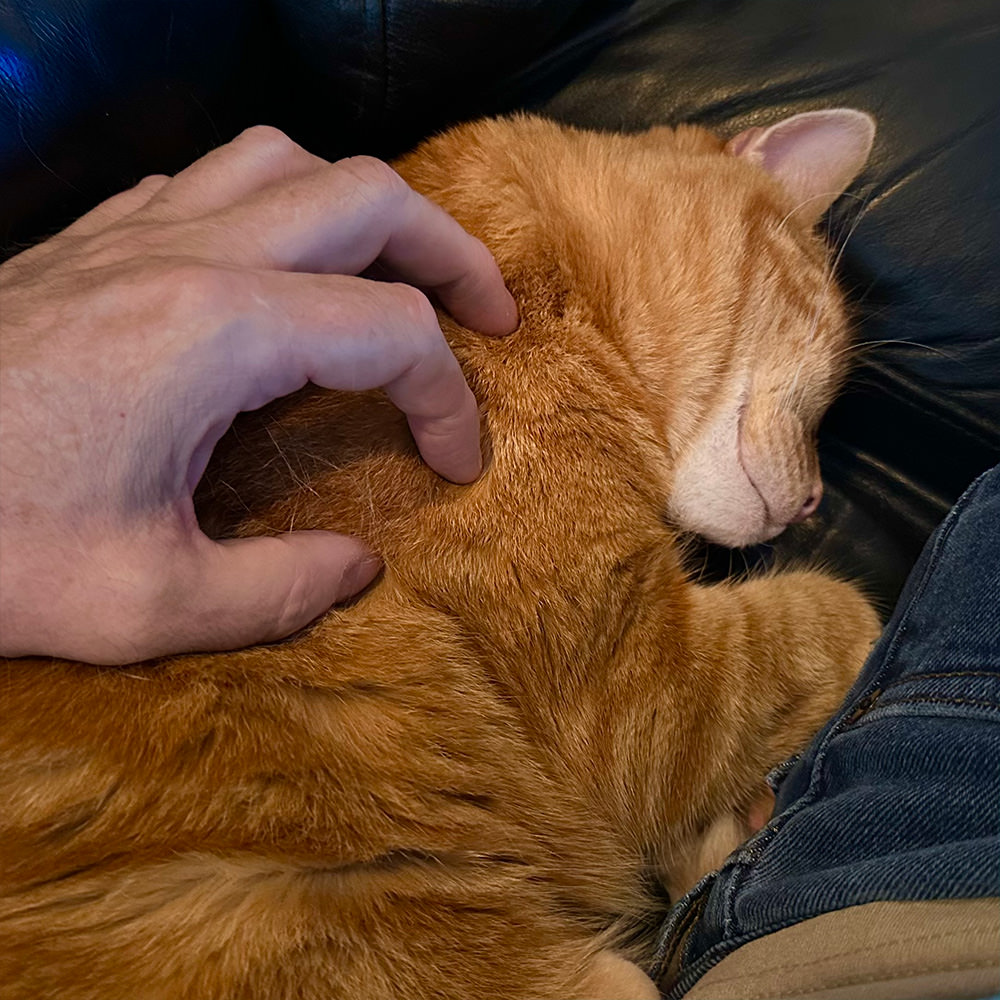 Jenny getting neck scratches.