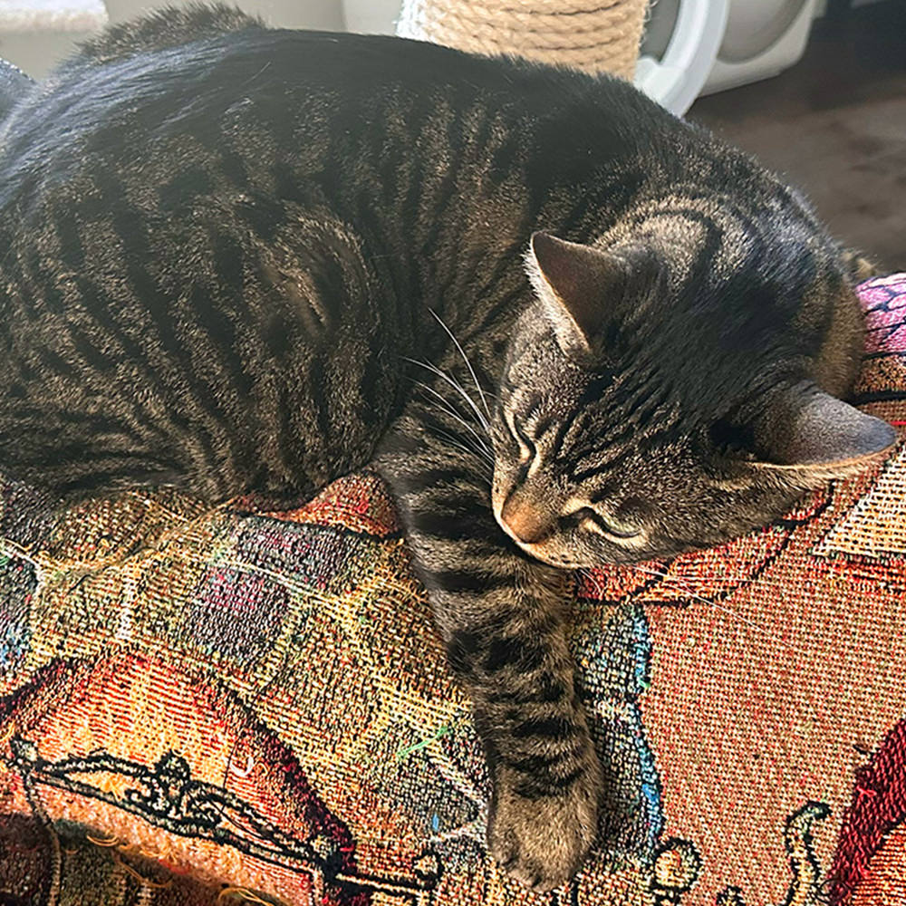 Laying on the back of the couch.
