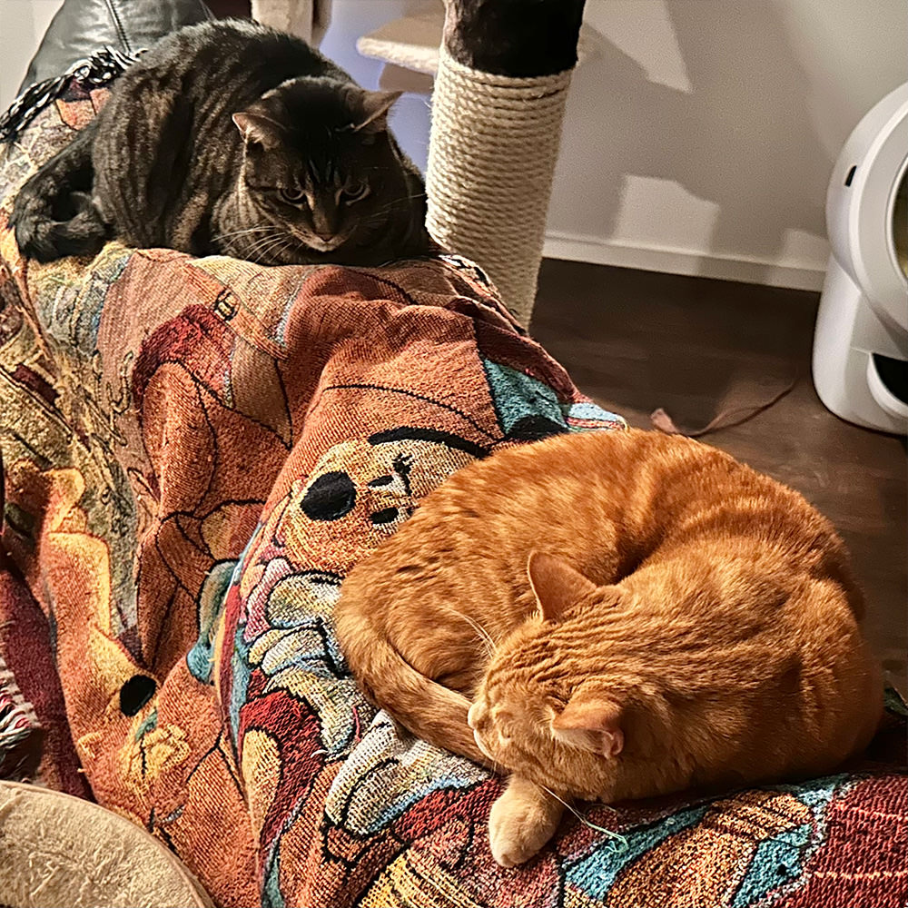 Laying on the back of the couch.