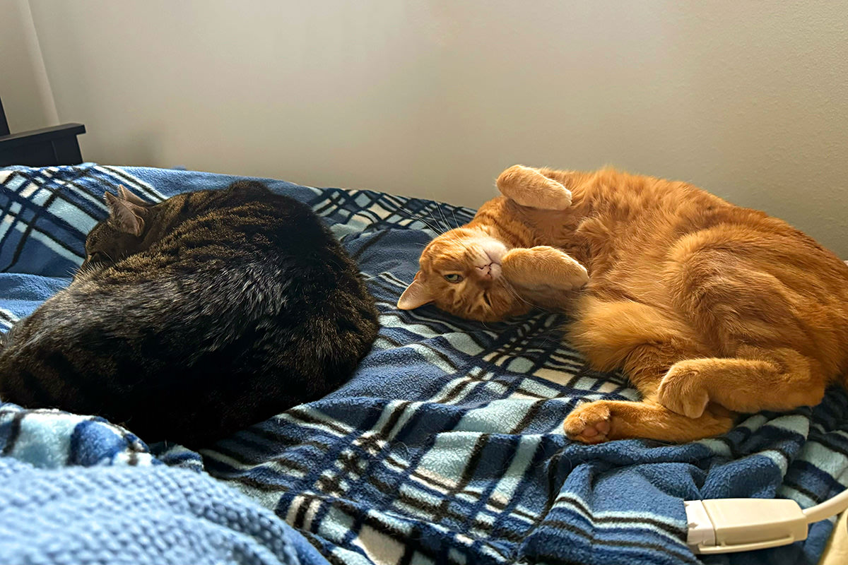 My cats on my electric blanket.