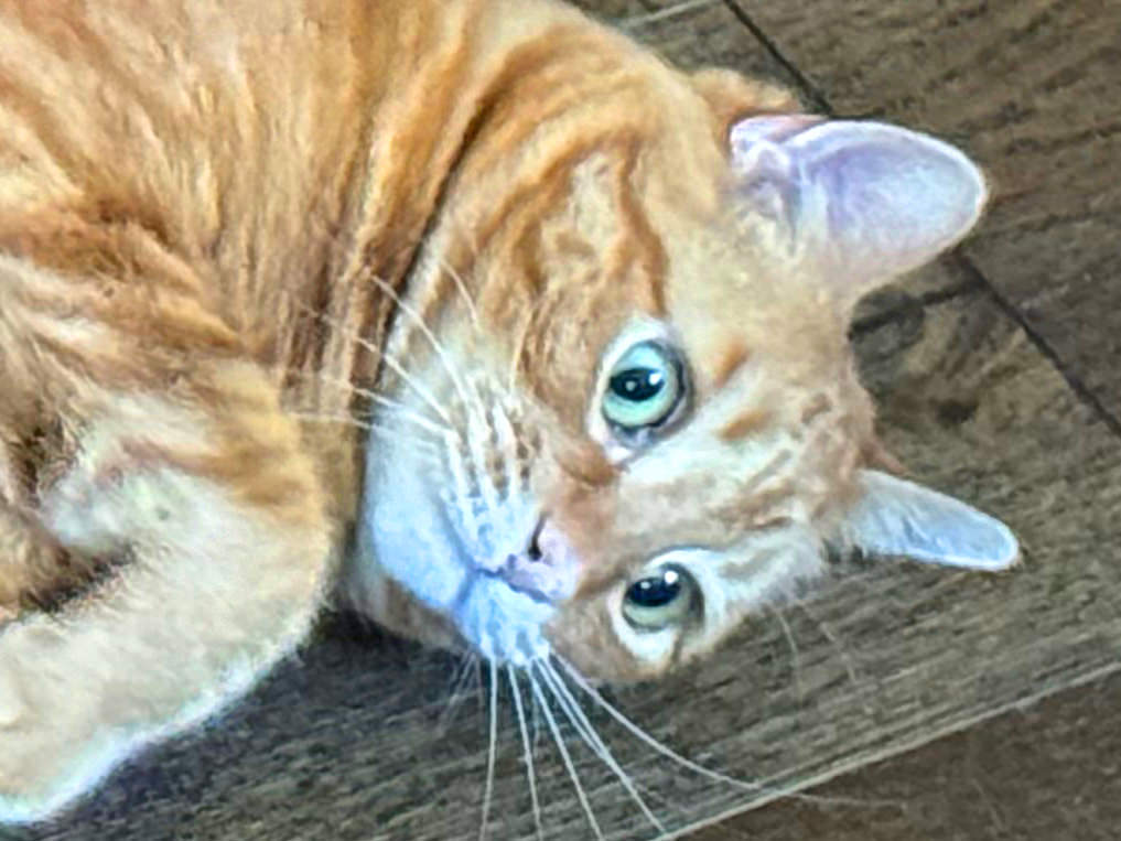 Jenny, high on catnip!