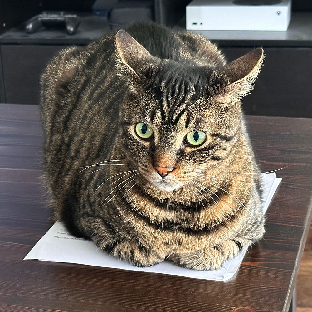 Jake sitting on a piece of paper dismissing me.