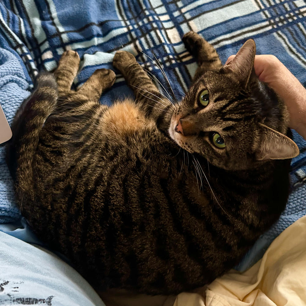 Jake getting pets on a warm electric blanket.