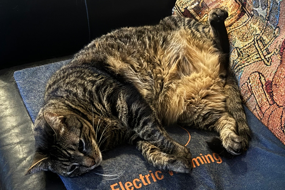 Jake on his warming pad.