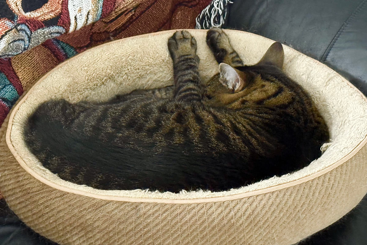 Jake sleeping snug in his kitty bed.