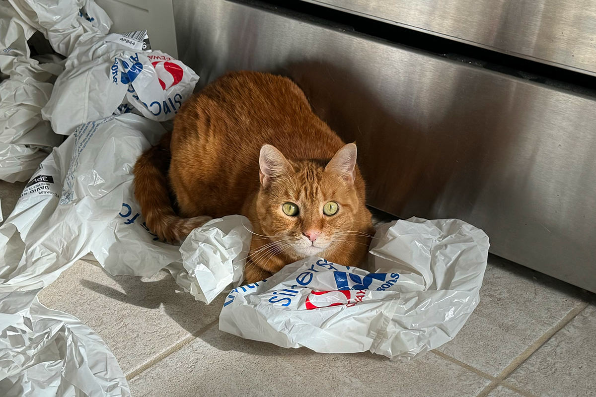 Jenny sitting in grocery bags
