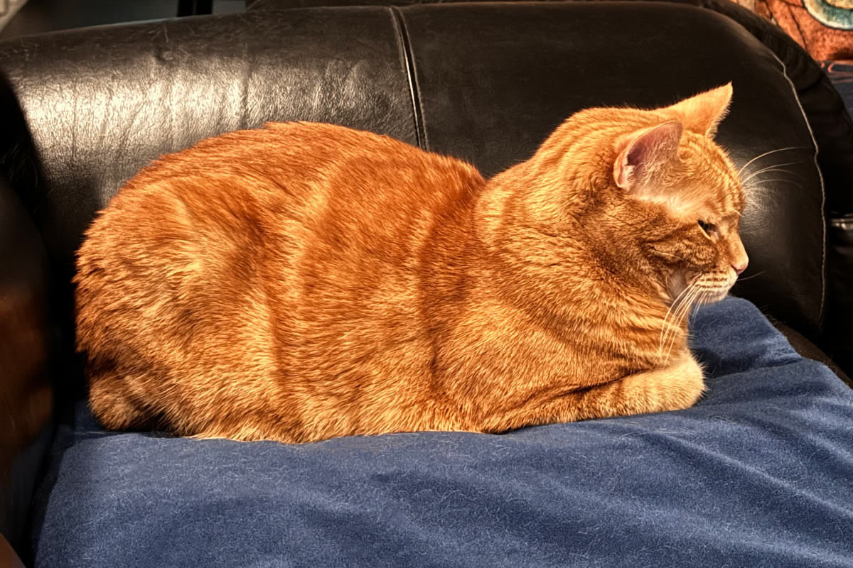 Jenny on her heating pad.