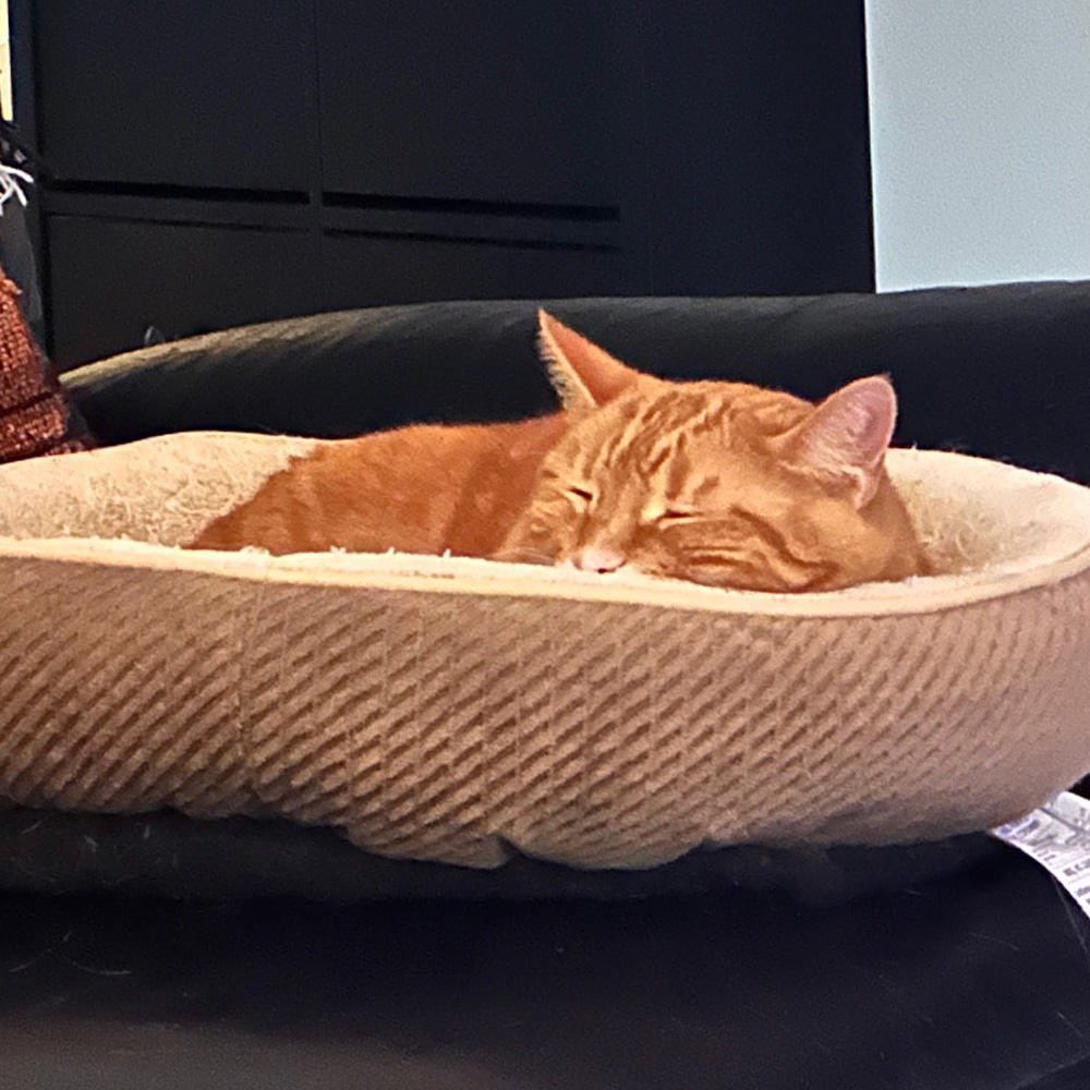 Jenny sleeping in a kitty bed.