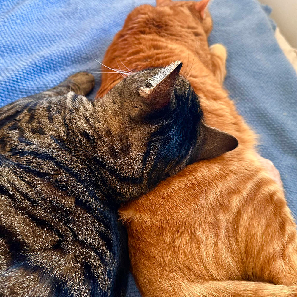 Jake using Jenny as a pillow.