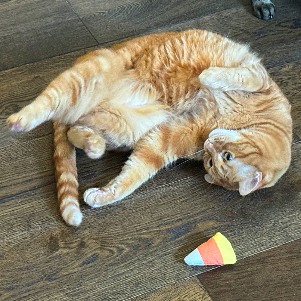 Jenny playing with Kitty Crackle Catnip Candy Corn