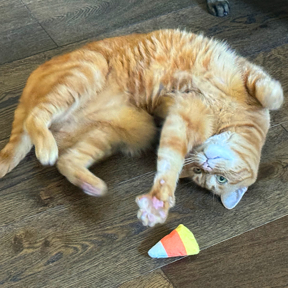 Jenny playing with Kitty Crackle Catnip Candy Corn