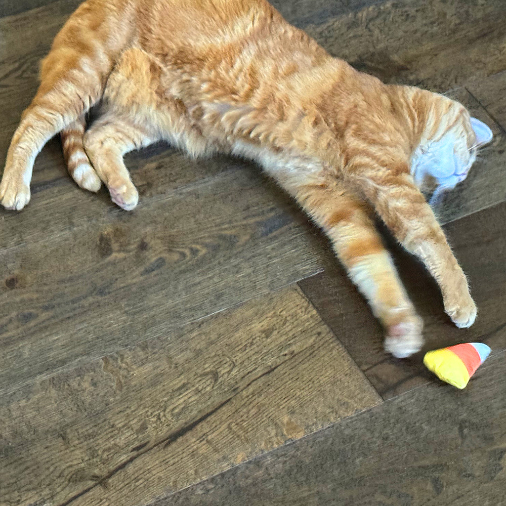 Jenny playing with Kitty Crackle Catnip Candy Corn