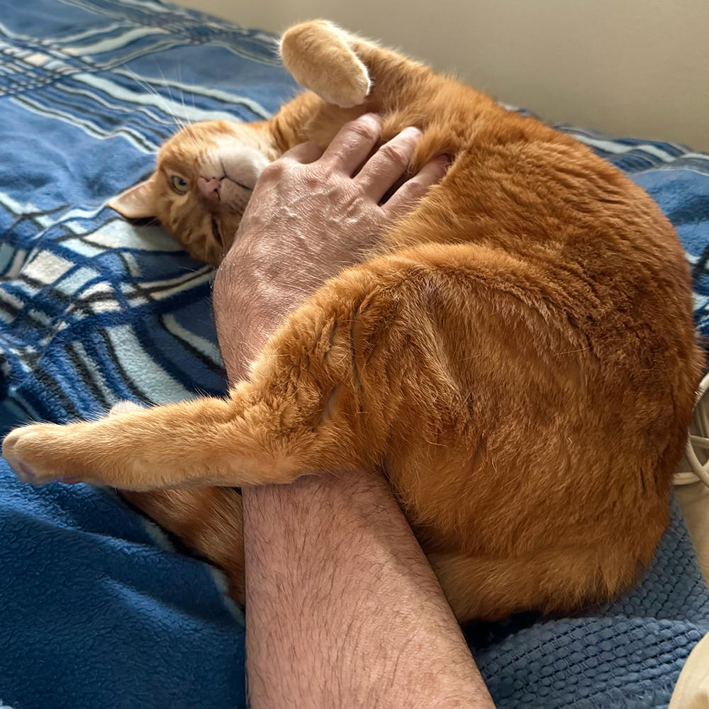 Jenny getting pets on a warm electric blanket.