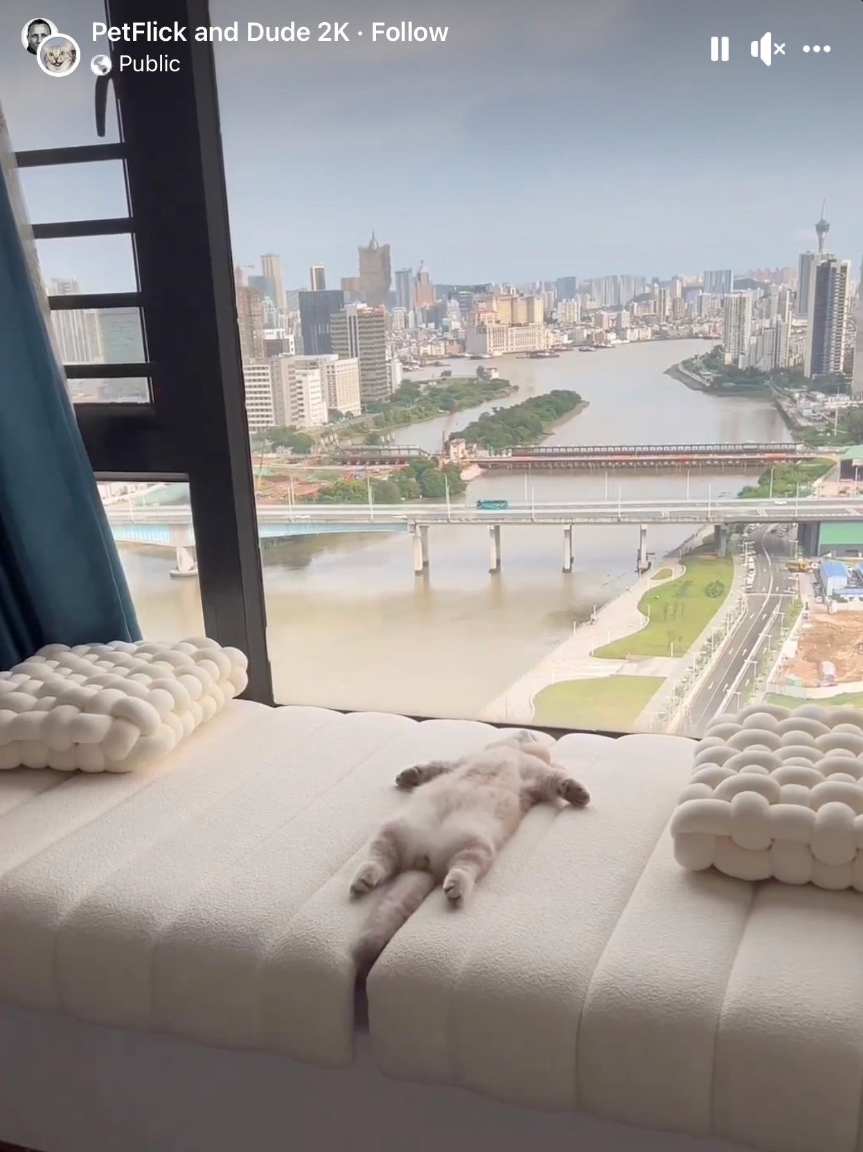 A kitty sleeping in front of a window... on his back.