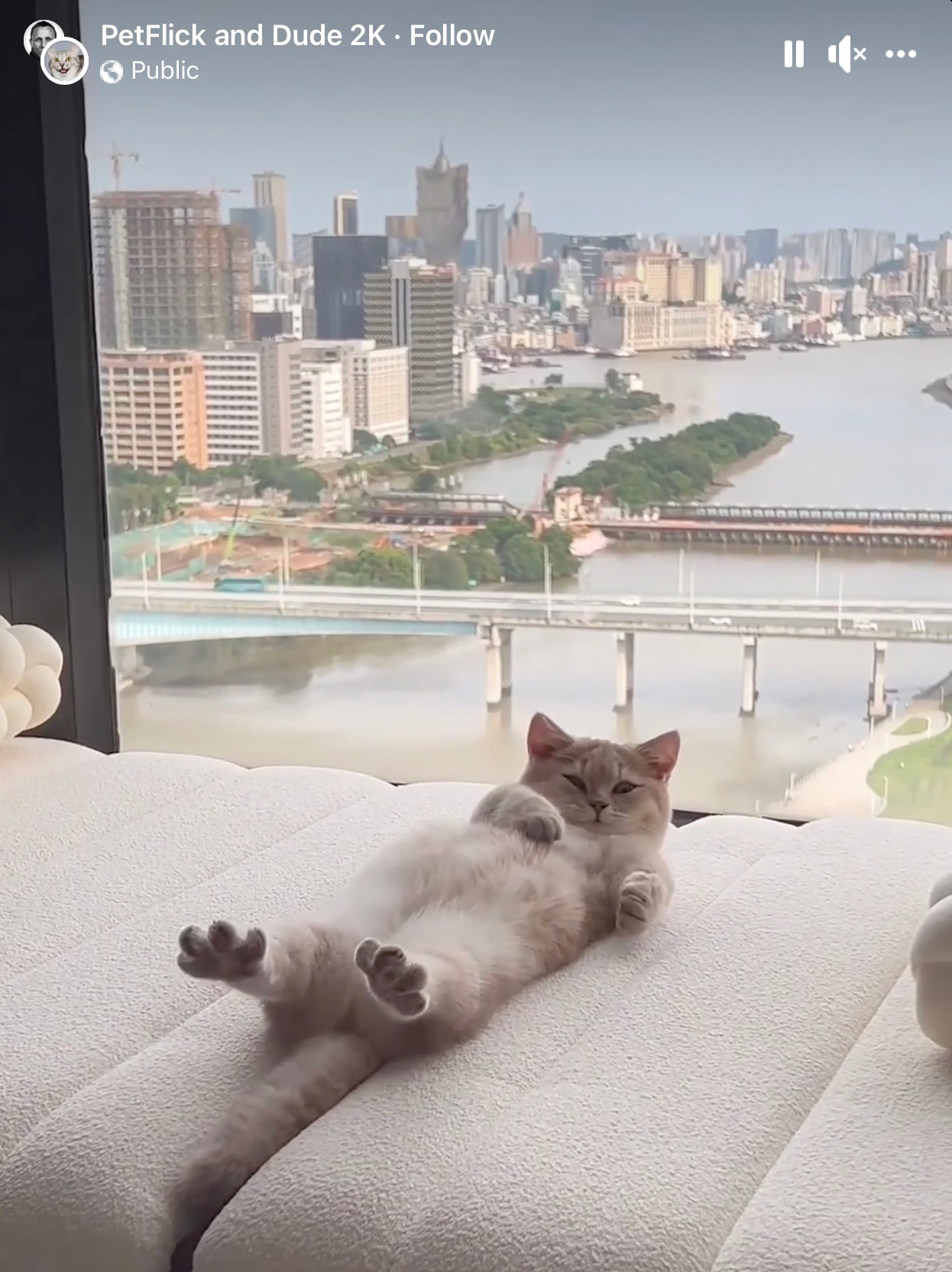 A kitty sleeping in front of a window... lifting his head.