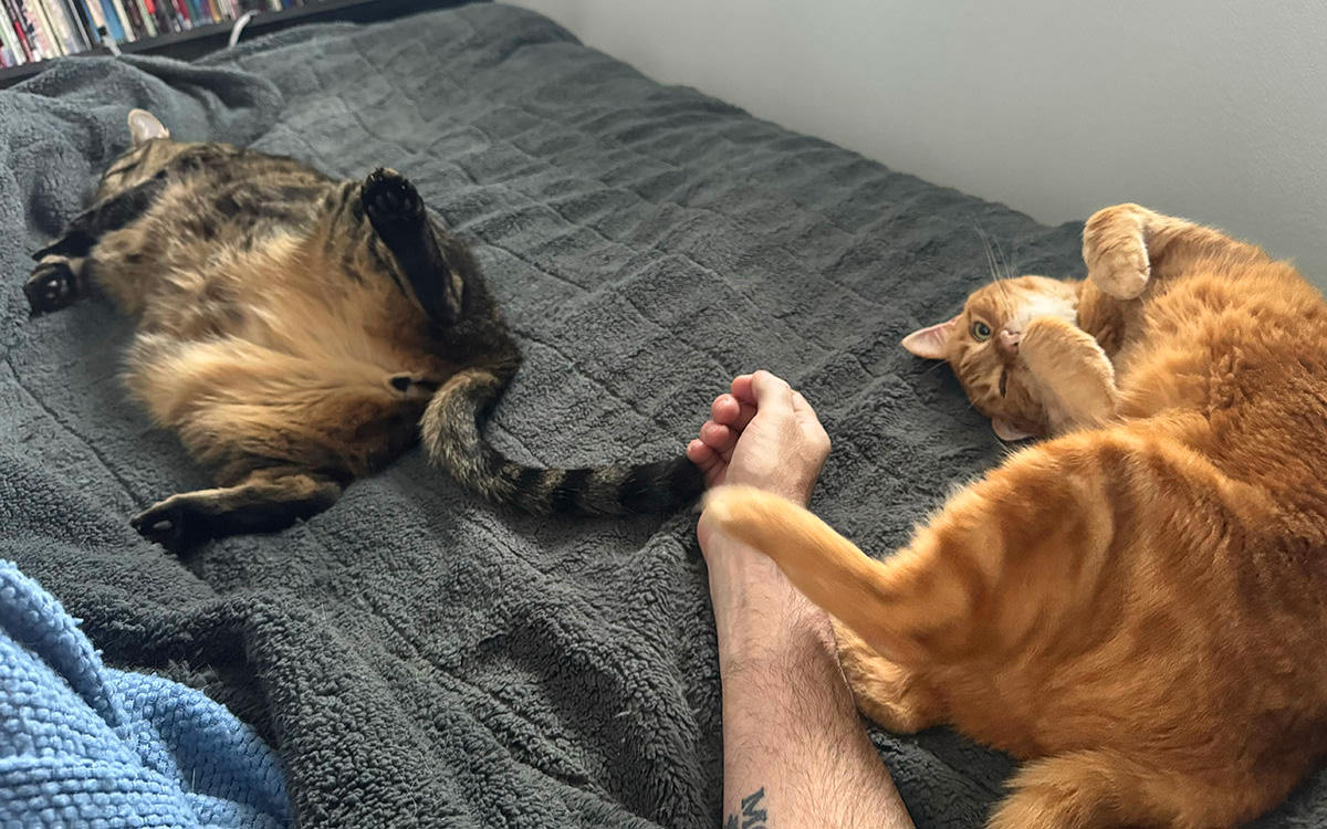 Kitties in bed with me.