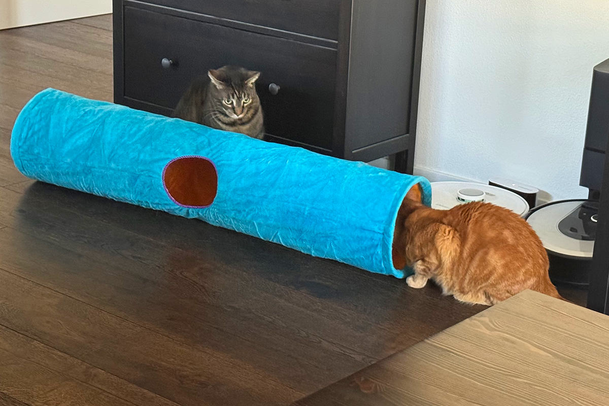 Jenny looking through the tunnel while Jake waits to pounce.