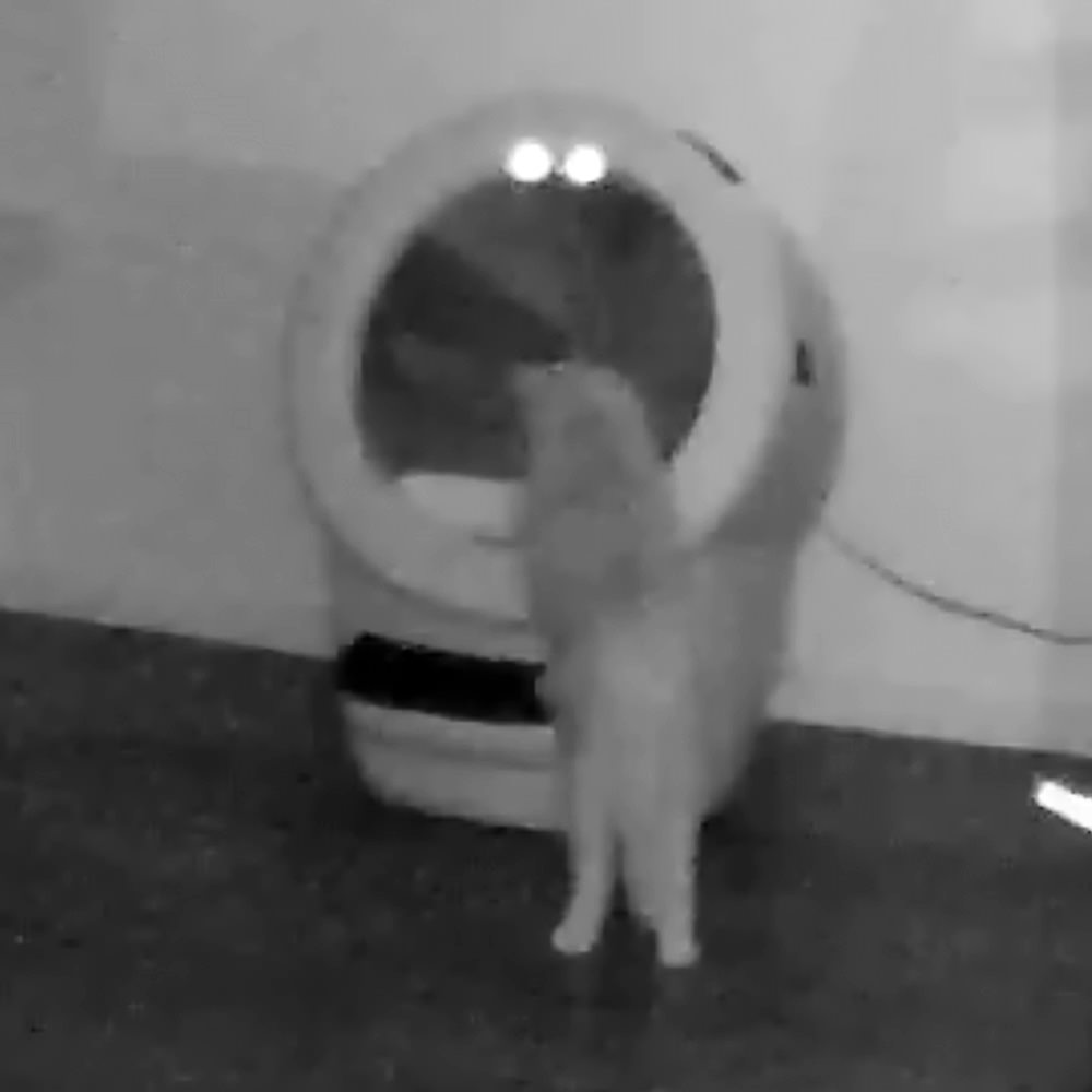 Jenny looking inside the Litter-Robot.