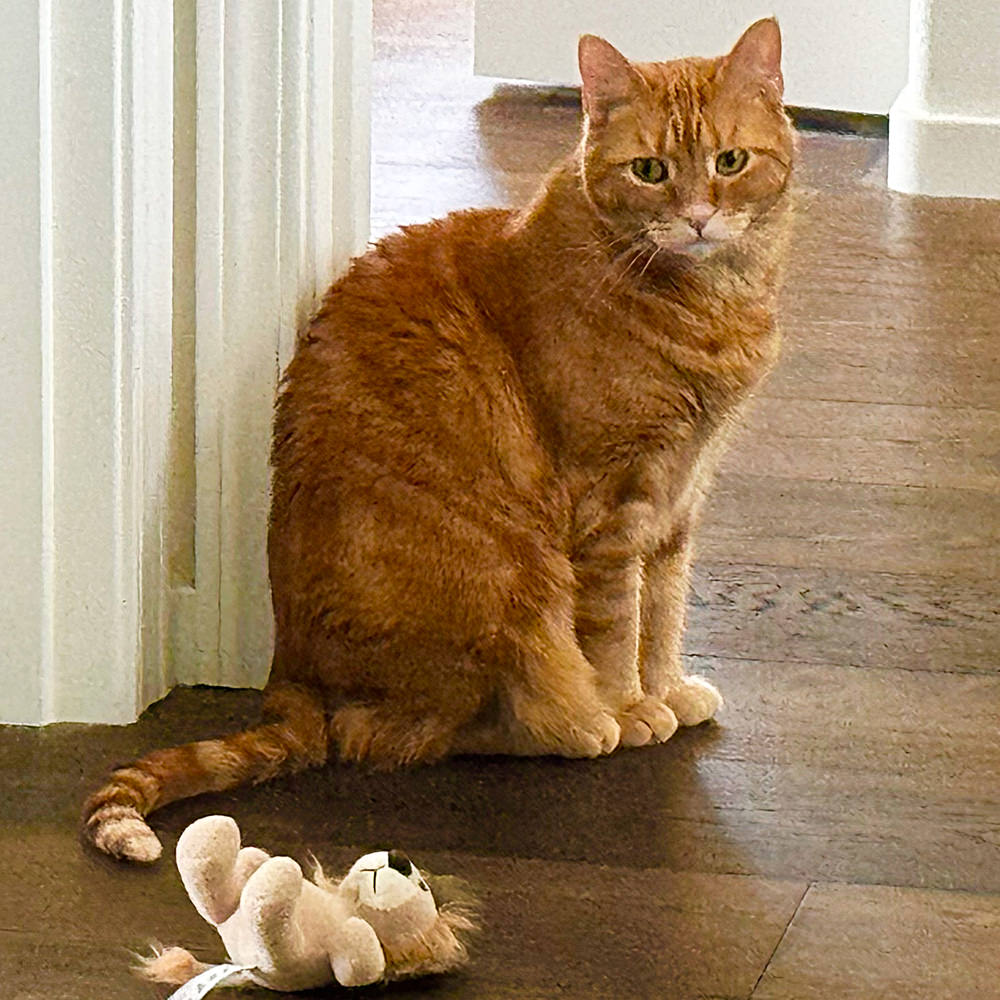 Jenny looking all innocent like she DIDN'T just run Mufasa up the stairs.