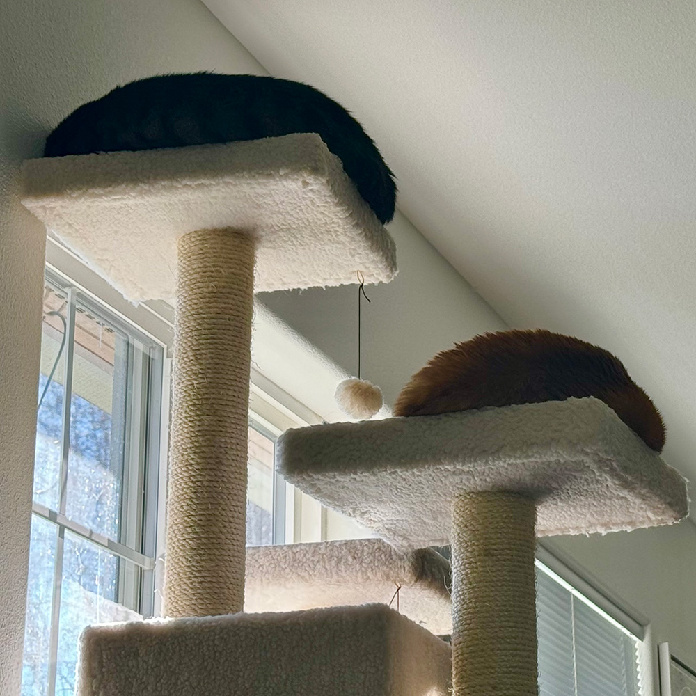 Jake and Jenny asleep on the cat tree, their backs to me.