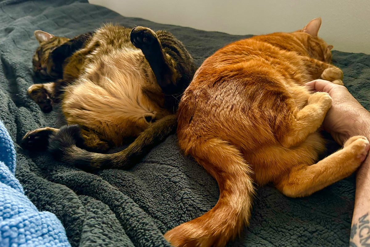 Cats laying on my bed next to me.