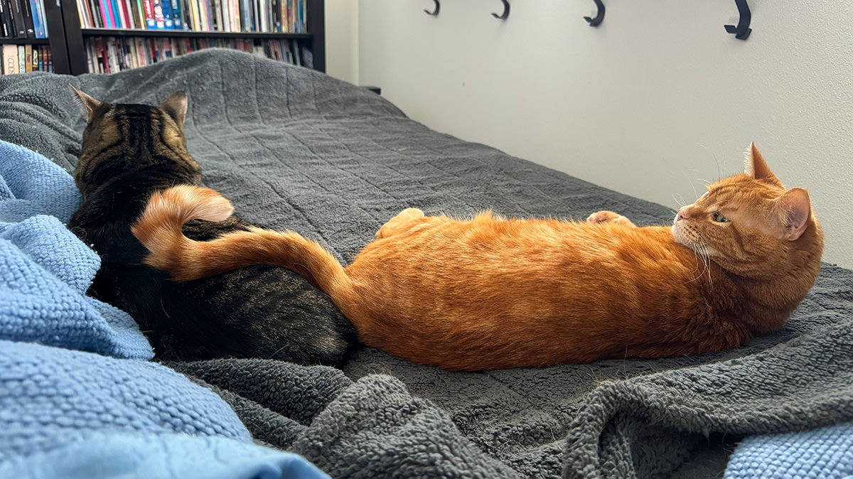 Jenny smacking Jake with her tail.